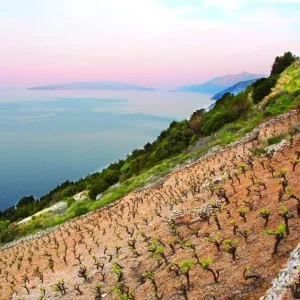 Vinogradi-na-Peljescu-Dingac