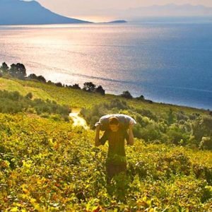 peljesac-vinogradi-e1541106706229